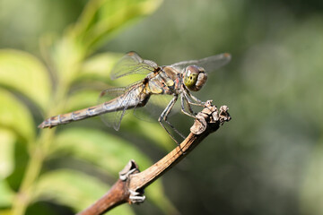 libellula in giardino