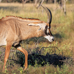 A Roan antelope emerging from the bushes in the Waterberg, South Africa