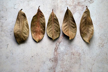 Five dry autumn leaves in line viewed from above with copy space on textured marble