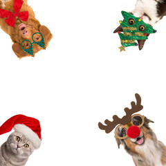 Square image with on each corner a dog or cat with christmas decoration and in the middle space for copy