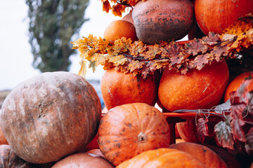 Pumpkins of different colors and shapes background picture