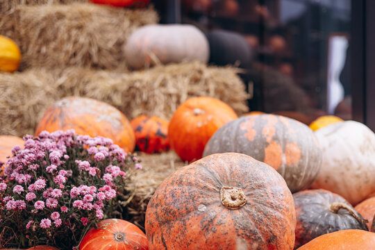 Colorful pumpkins with hay and flowers background picture