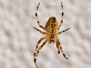 Upside-down (ventral) view of a Cross Orb Weaver spider (also known as European Garden Spider, Cross Spider, Orangie, or Pumpkin Spider) in a Garden in Central Europe