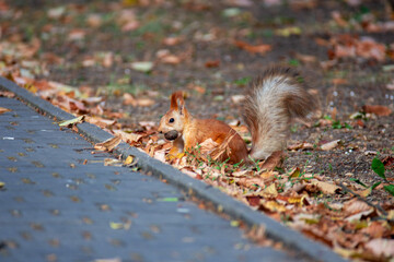 Naklejka na ściany i meble A red fluffy squirrel collects nuts in the autumn forest.