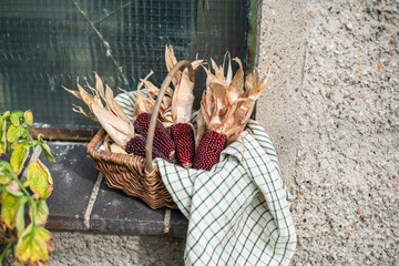 Maiskolben im Korb, Herbst Dekoration, 
