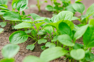 家庭菜園　小松菜のベビーリーフ