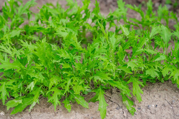 家庭菜園で育つ水菜