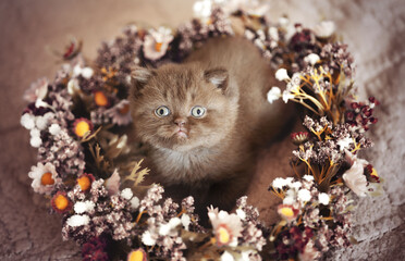 Britisch Kurzhaar chocolate Kitten im Herbst Blumen 