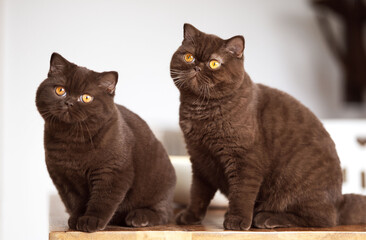 Britisch Kurzhaar Kitten rarität Luxus Katze imposant und edel