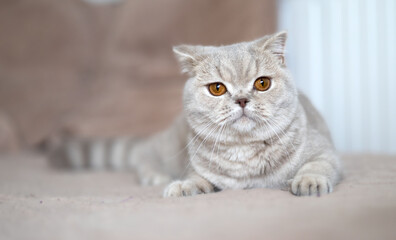 Britisch Kurzhaar Kitten rarität Luxus Katze imposant und edel
