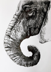 Big african elephant - illustration. A detailed drawing of a lone elephant is drawn by a liner