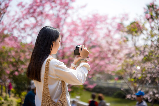 Woman use digital camera to take photo on sakura tree