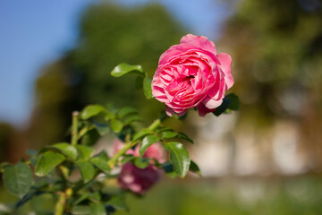 pink rose on a green stem with bokeh in the background in bright sunlight