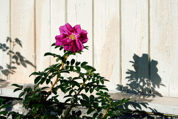 a rose hip by the old wall