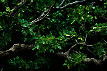 close up of green leaves background
