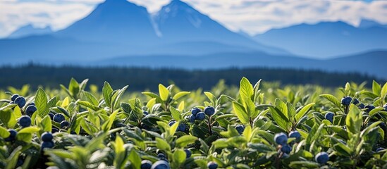 Selective focus on a Vancouver blueberry farm with blurred mountains in the distance and ripe blueberries ready for harvesting with copyspace for text - Powered by Adobe