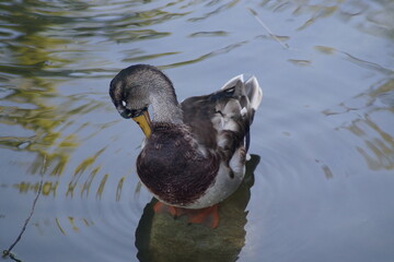 female mallard standing in the water and cleaning herself