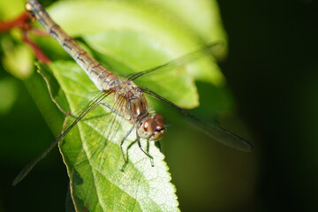large heath dragonfly on a green leaf