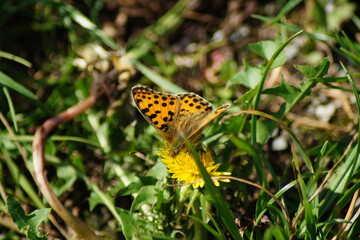 small pearl butterfly on a yellow flower