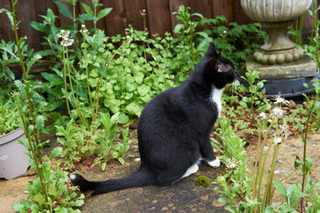 A young black and white cat is sitting on the garden stairs beside a large green watering can.