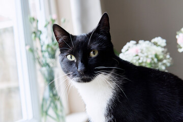 Beside the window, a young black and white cat sits, with a backdrop of flowers, gazing directly at the camera.