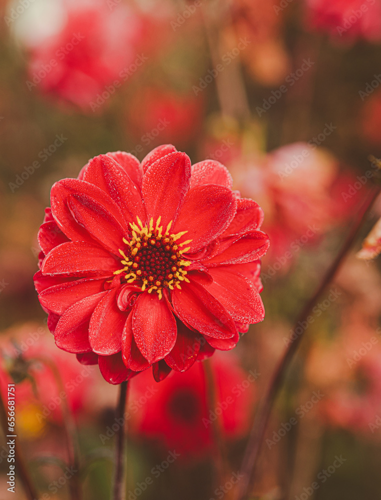 Wall mural Beautiful close-up of a red dahlia