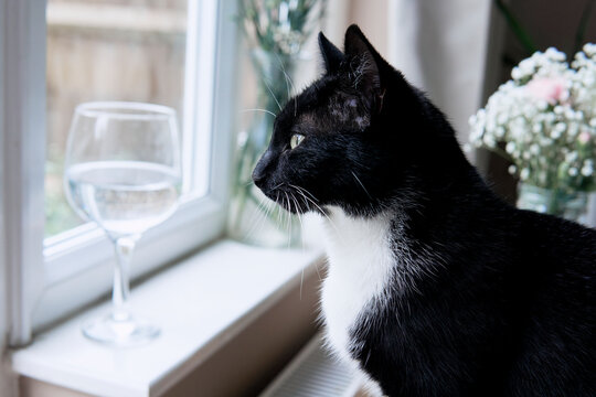 A young black and white cat is looking out the window.
