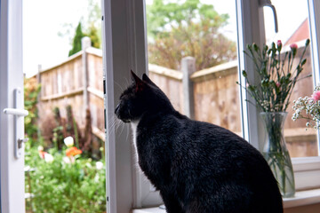 A young black and white cat is looking out the window to see the green garden.