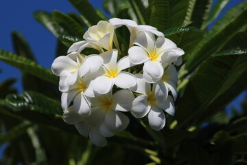 White Plumeria Flowers at Hawaii Botanical Garden