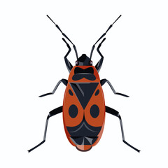 isolated image of a beetle (soldier) on a white background 
