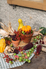 Stilleben mit Kürbiss, roten Beeren und Maiskolben, rustikale, natürliche Dekoration im Herbst,...