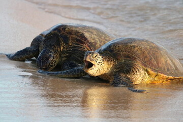 Hawaiian Green Sea Turtle on the Beach