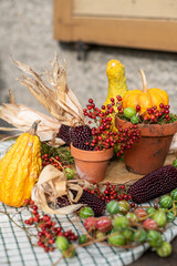 Stilleben mit Kürbiss, roten Beeren und Maiskolben, rustikale, natürliche Dekoration im Herbst,...