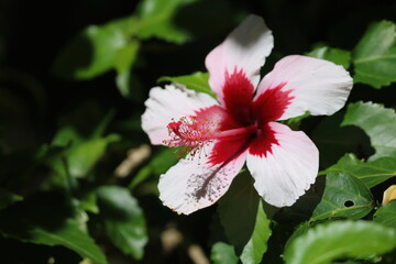 Pink Hibiscus Flower in Hawaii