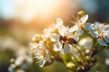Papier Peint photo Lavable Abeille Honey bee collecting nectar from white flowers of a blossoming tree. Nature background. Spring