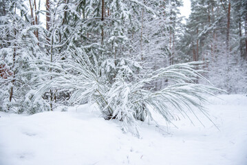 Schnee