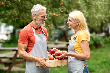 Gardening Concept. Smiling Older Farmers Couple Checking Ripe Apples After Picking