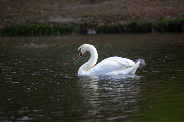 A beautiful white swan floats on the water. Wildlife.