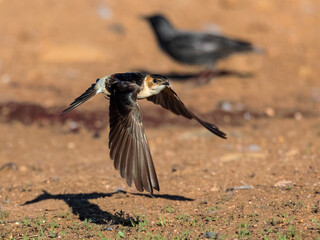 Red-rumped swallow (Cecropis daurica). Bird in flight.