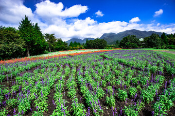 久住のサルビア