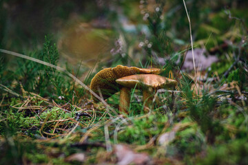 mushroom in the forest