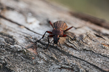 Ground beetle Carabus cancellatus isolated on white background. Top view