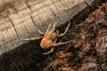 A photo on a wooden background in the bosom of nature, a species of spider caught during the day and photographed macro. A species called araneus diadematus.