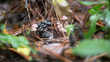 Forest Floor