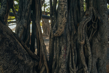 Lahaina, HI, USA - 03.09.2023 - The Worlds Largest Banyan Tree - Lahaina, HI MAUI
