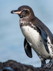 Close up of the small but mighty Galapagos penguin