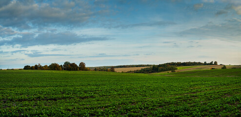 Fototapeta na wymiar young green rapeseed field, with beautiful sky at autumn