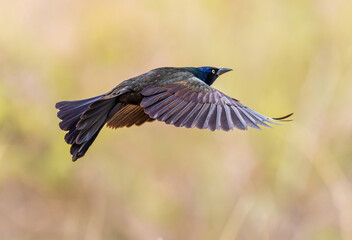 A Common Grackle flying through a natural wild habitat setting. Close up action view.