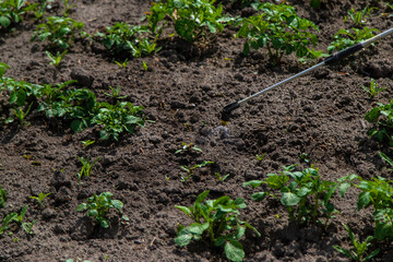 Spray potatoes for pests. Selective focus.