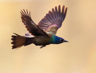 A Grackle with beautiful feather colors caught in flight at close range.